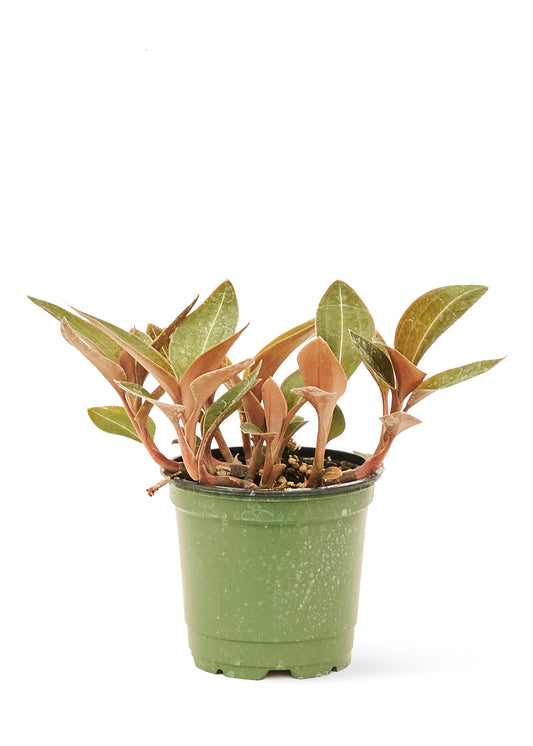 jewel orchid discolor small