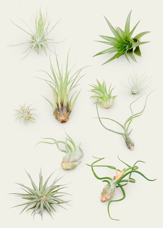 mystery air plant box 10 pack