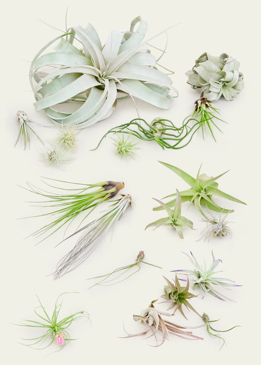 mystery air plant box 20 pack