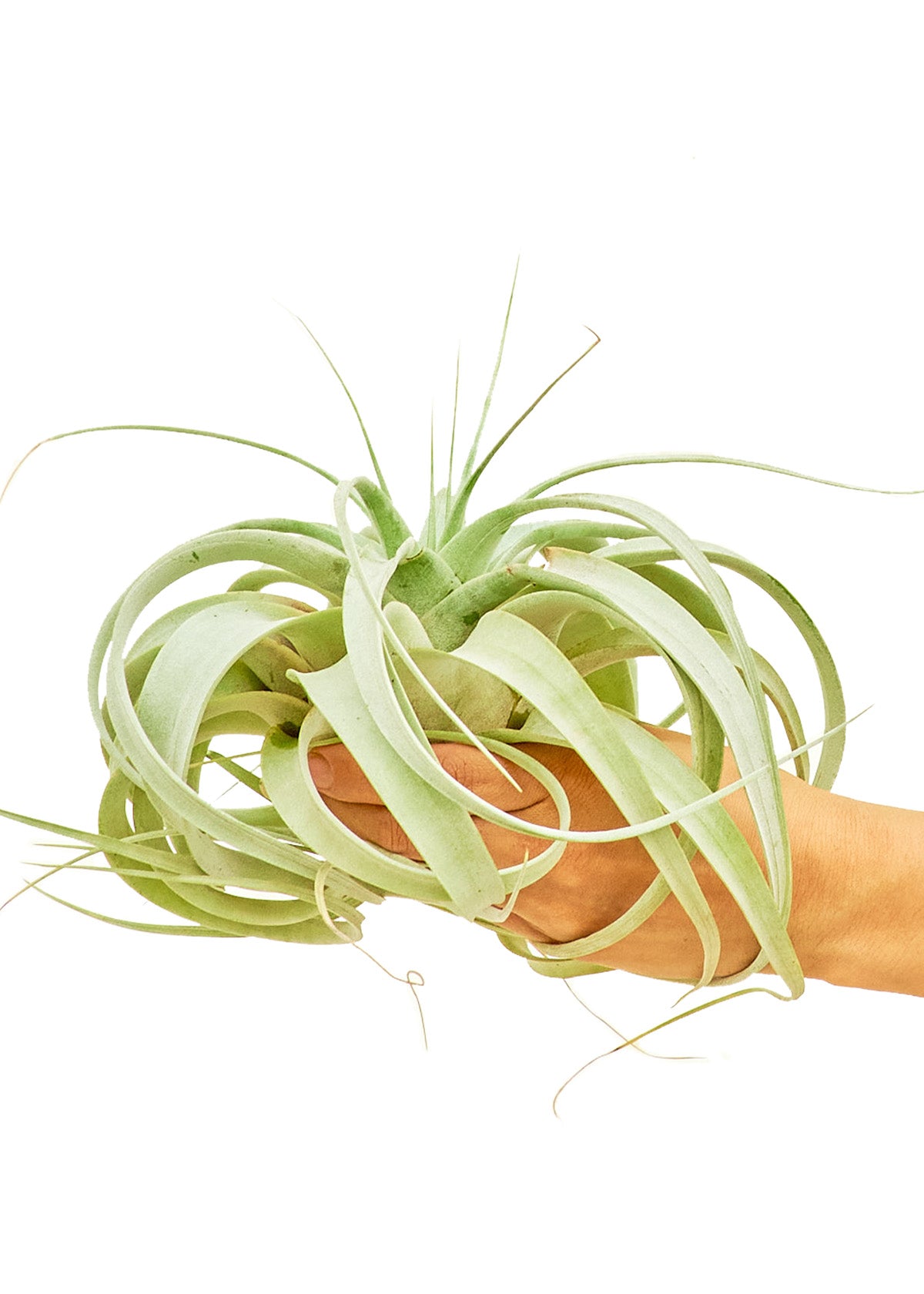 king of air plants large