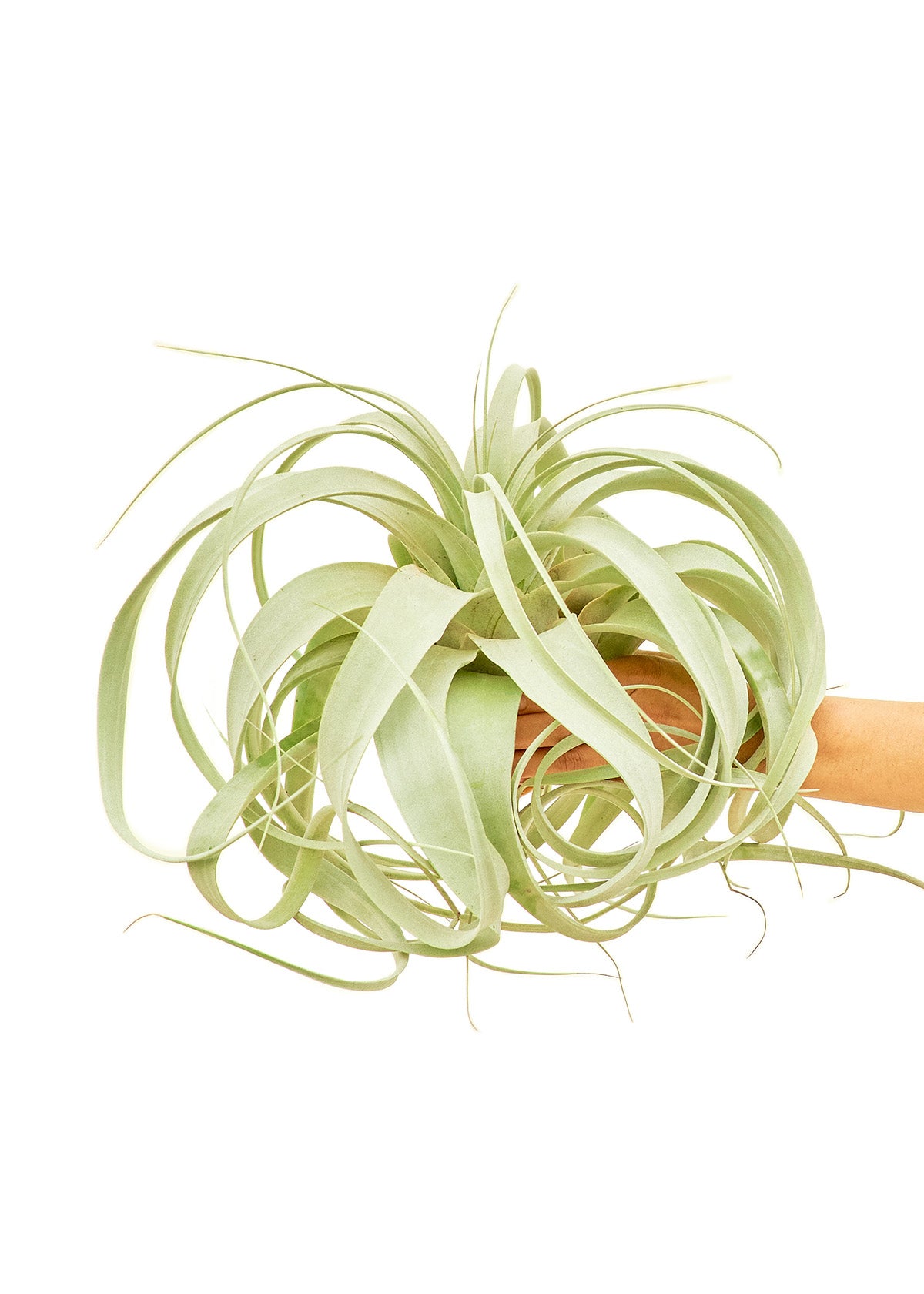 king of air plants large