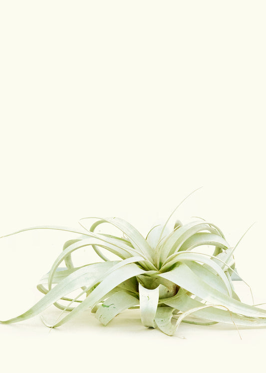 king of air plants extra large